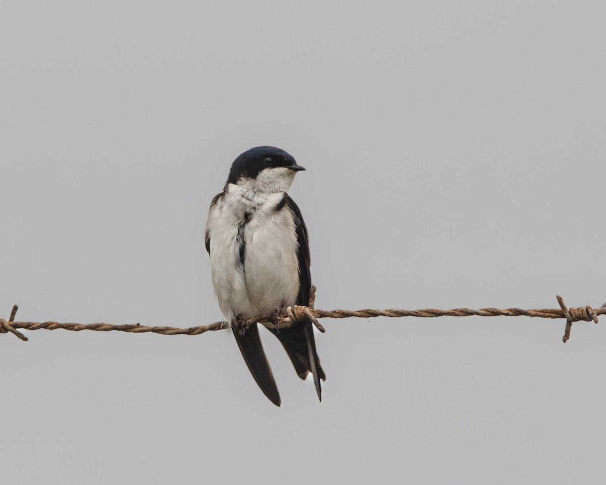 Chilean Swallow - ML643967256