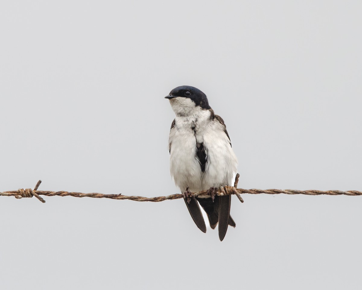 Chilean Swallow - ML643967257