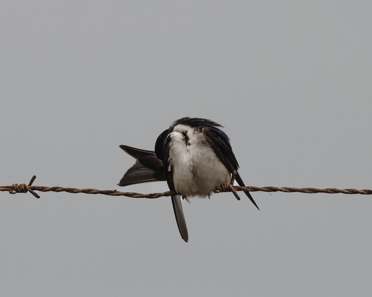 Chilean Swallow - ML643967258