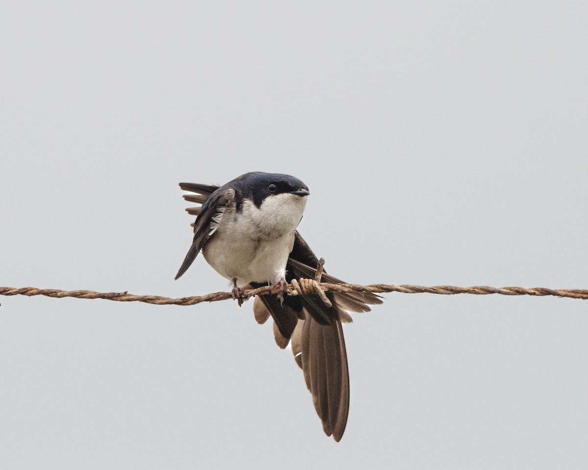 Chilean Swallow - ML643967259