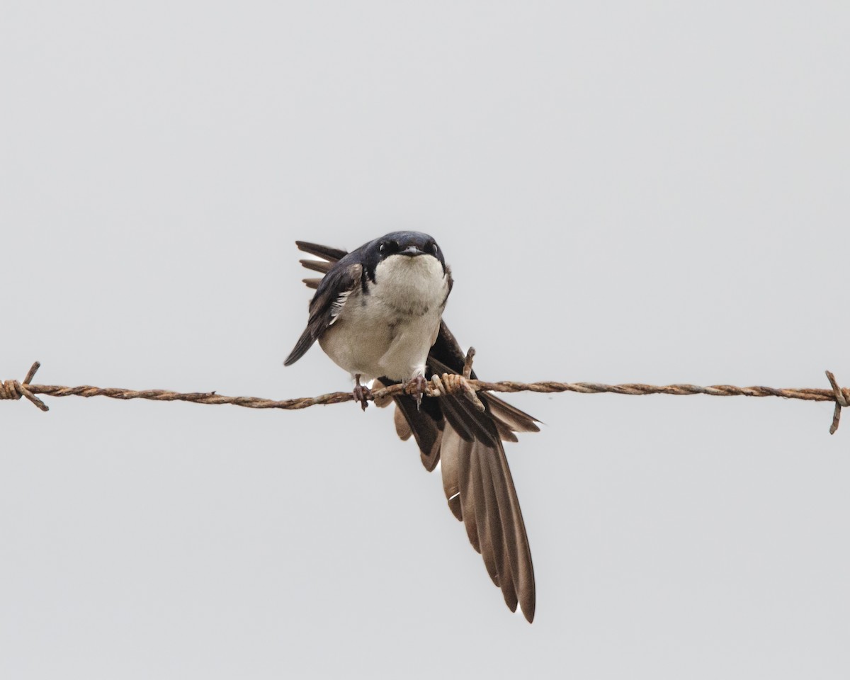 Chilean Swallow - ML643967260