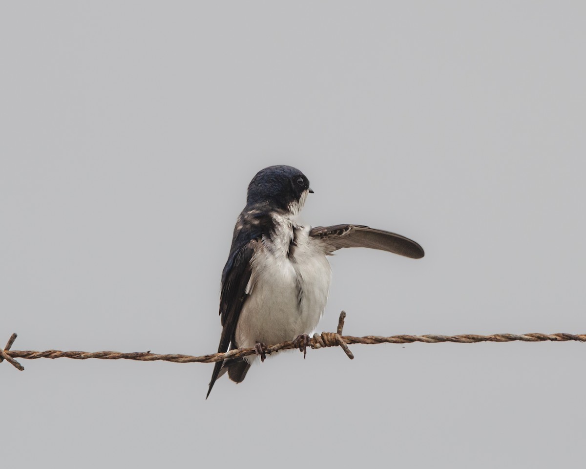 Chilean Swallow - ML643967261