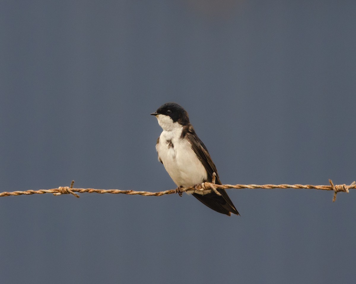 Chilean Swallow - ML643967262