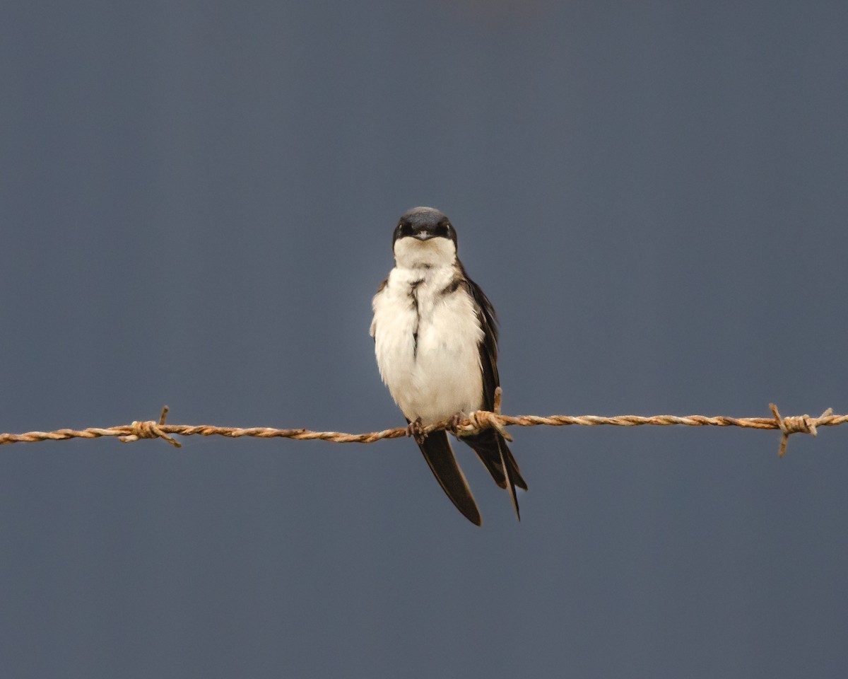 Chilean Swallow - ML643967263