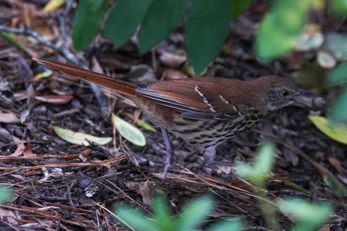 brunspottefugl - ML643967273