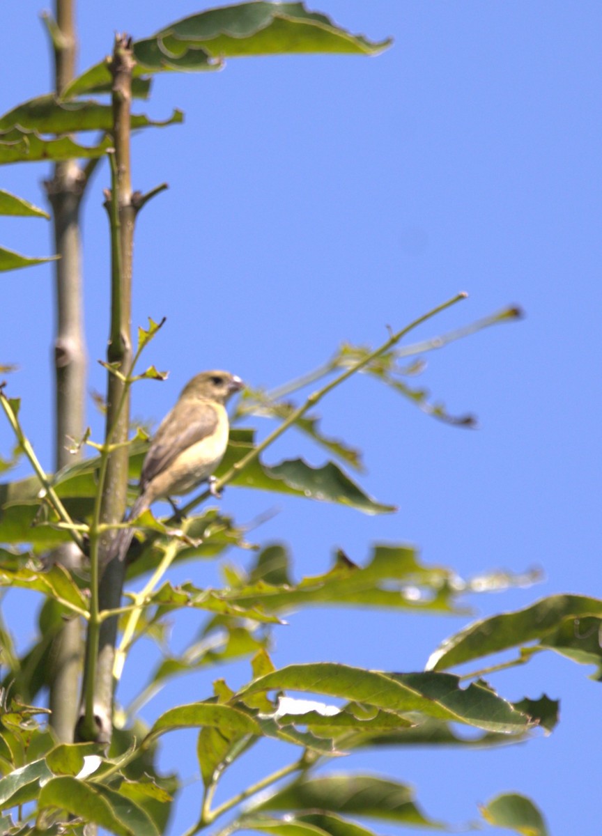 Cinnamon-rumped Seedeater - ML643967280