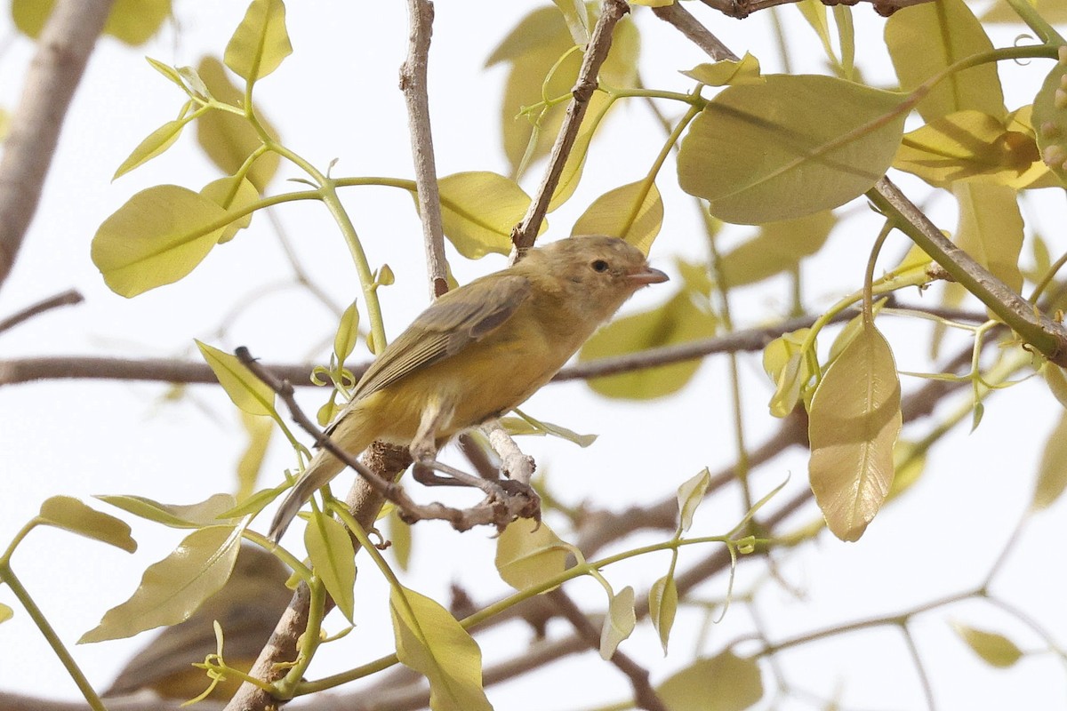 コバシムシクイ - ML643967281