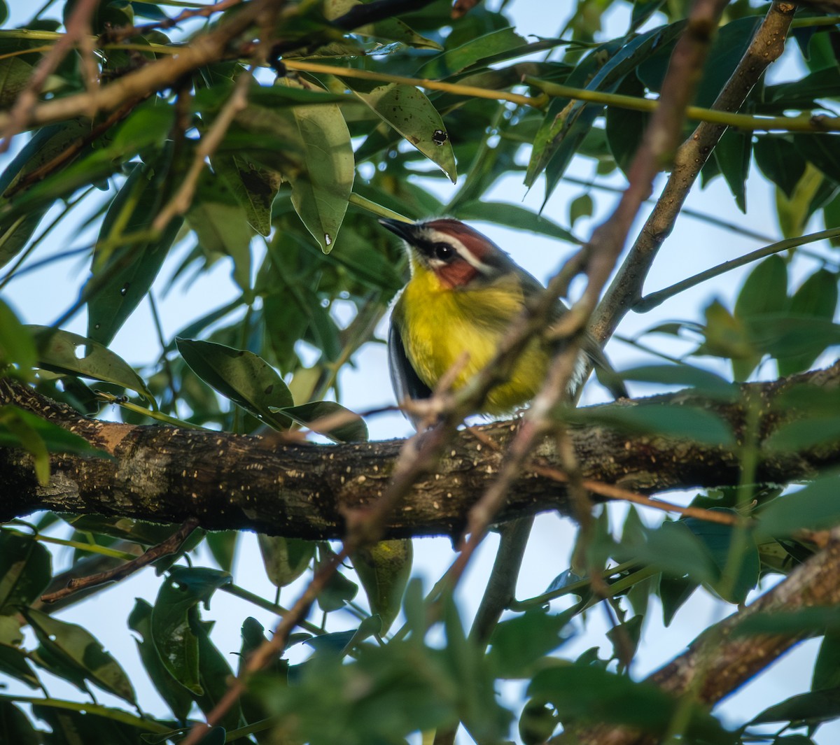 Chestnut-capped Warbler - ML643967288