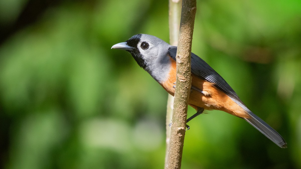 Black-faced Monarch - ML643967303
