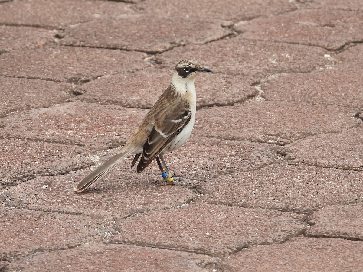 Galapagos Mockingbird - ML643967308