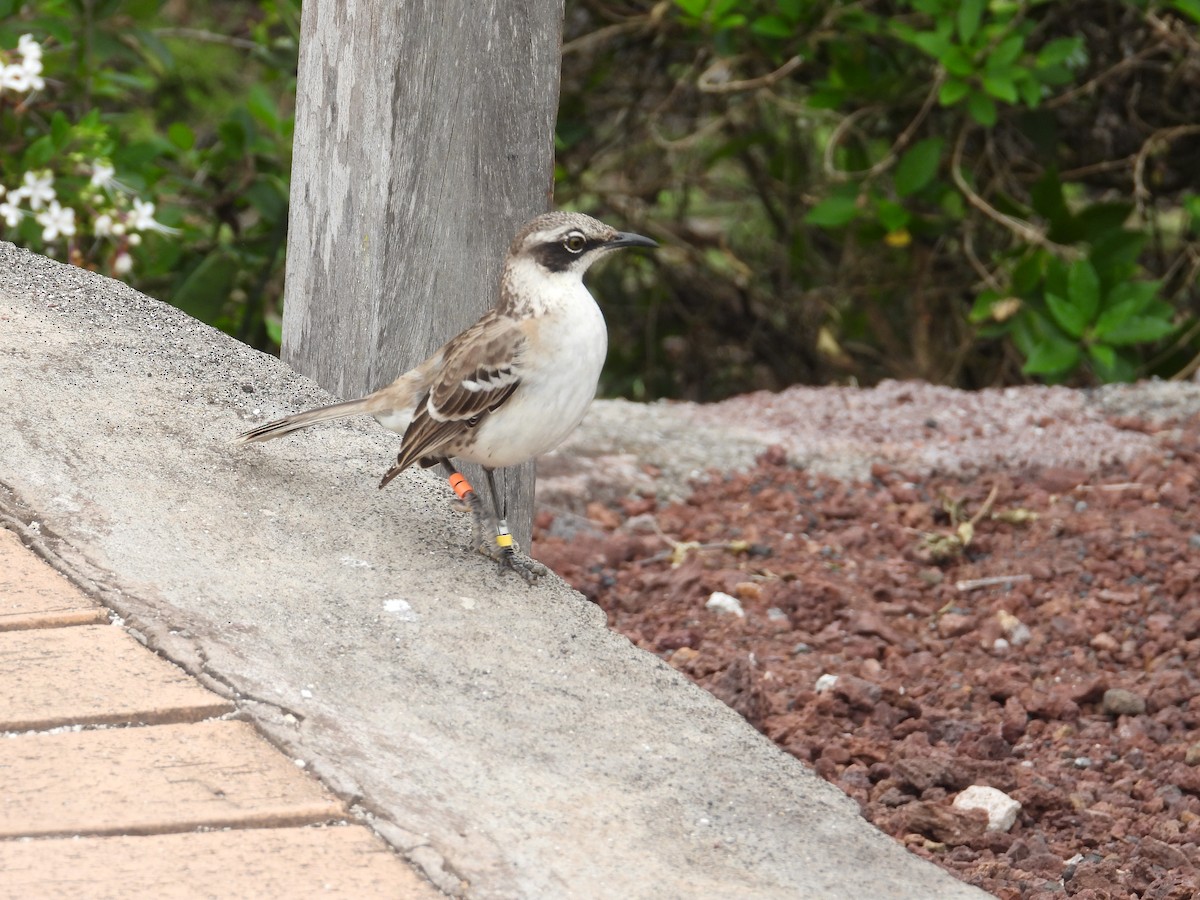 Galapagos Mockingbird - ML643967309