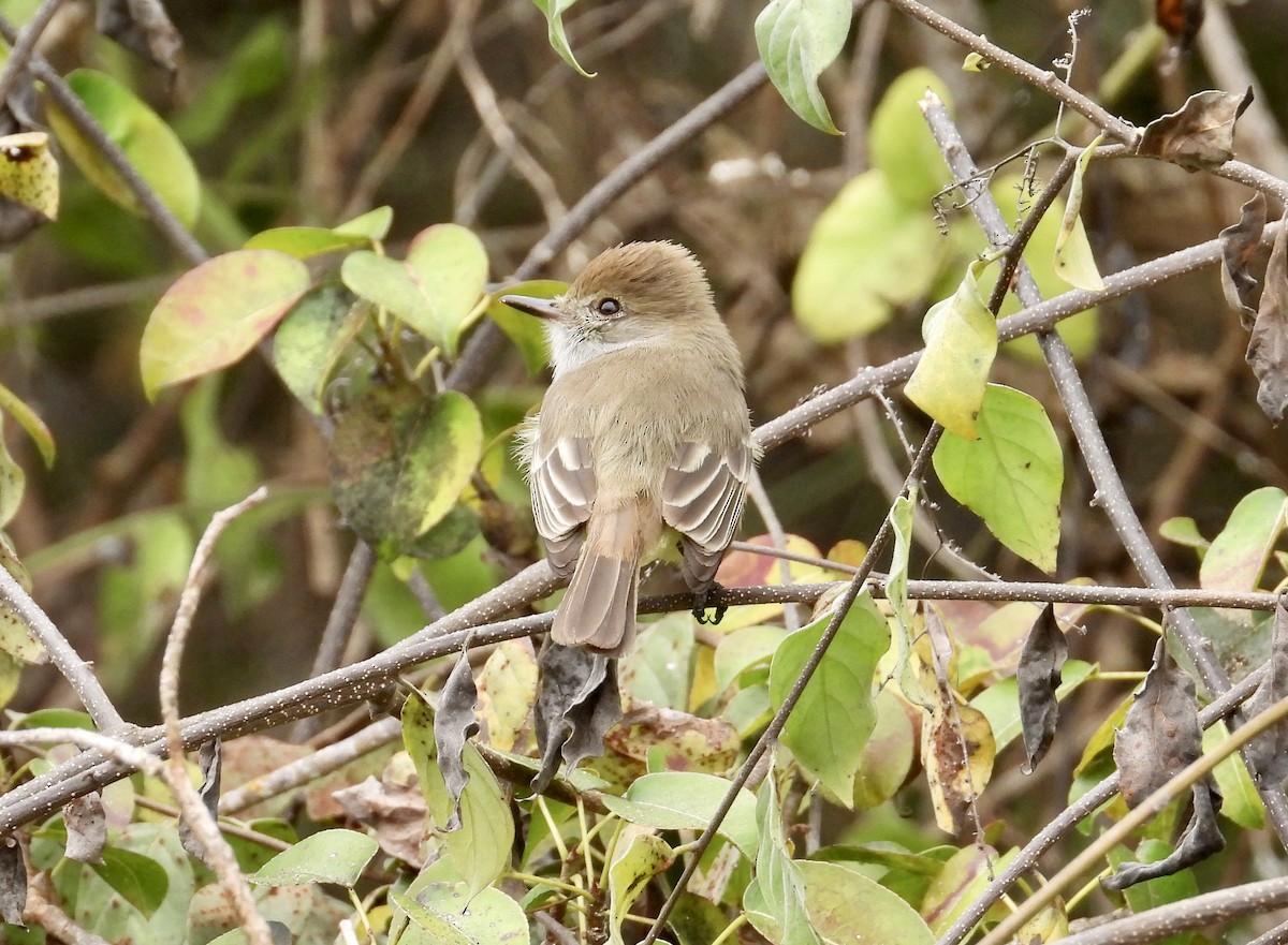 Galapagos Flycatcher - ML643967310