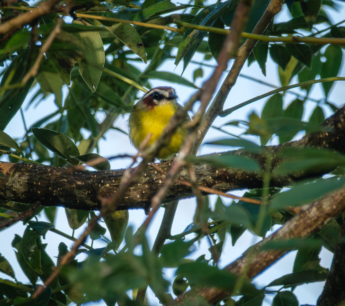 Chestnut-capped Warbler - ML643967315