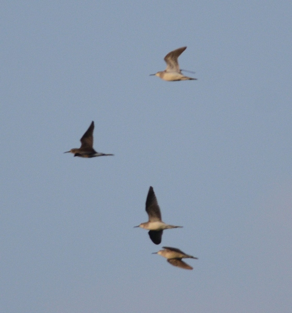 Коловодник болотяний - ML643967345