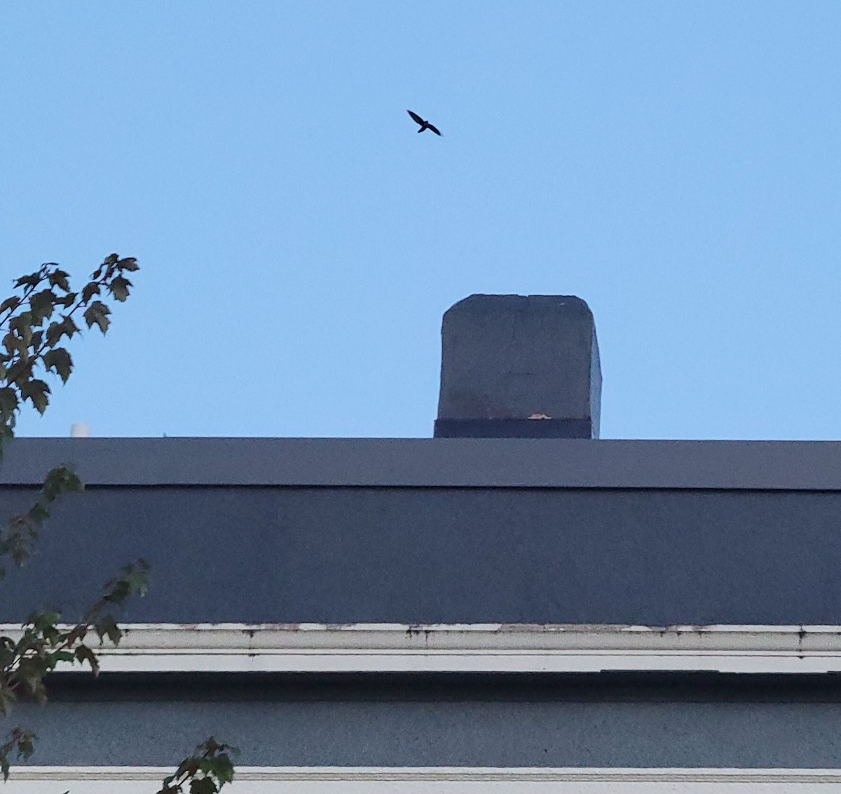 Vaux's Swift - ML643967348