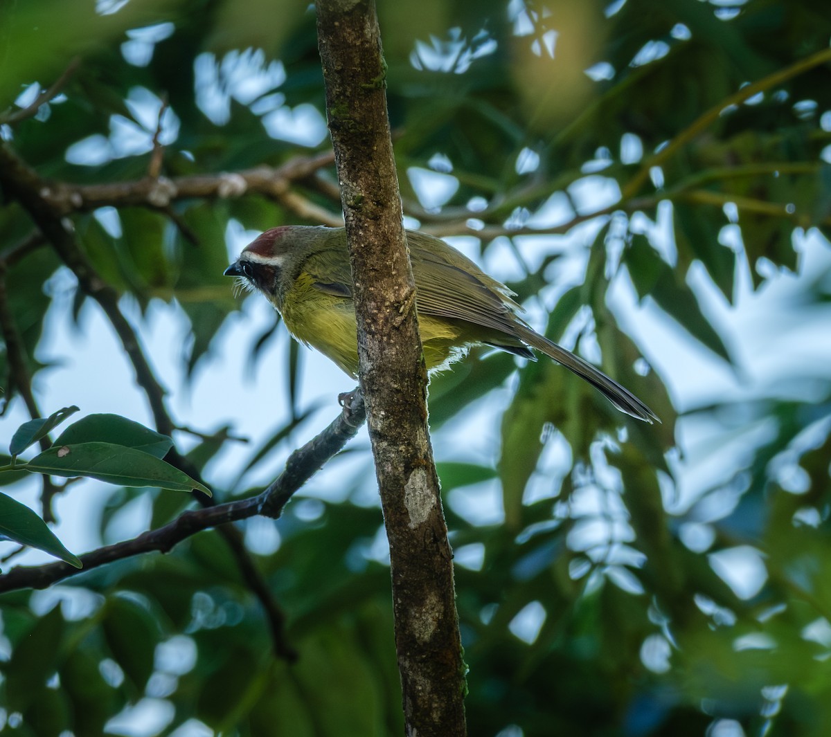 Chestnut-capped Warbler - ML643967355