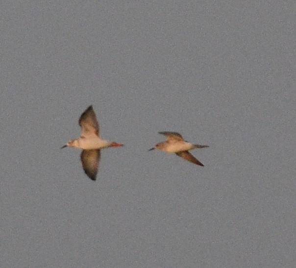 Брижач - ML643967357