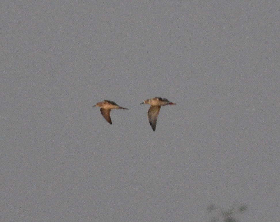 Брижач - ML643967358