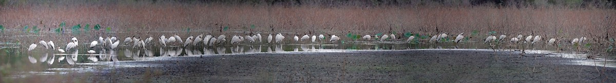 Wood Stork - ML643967361