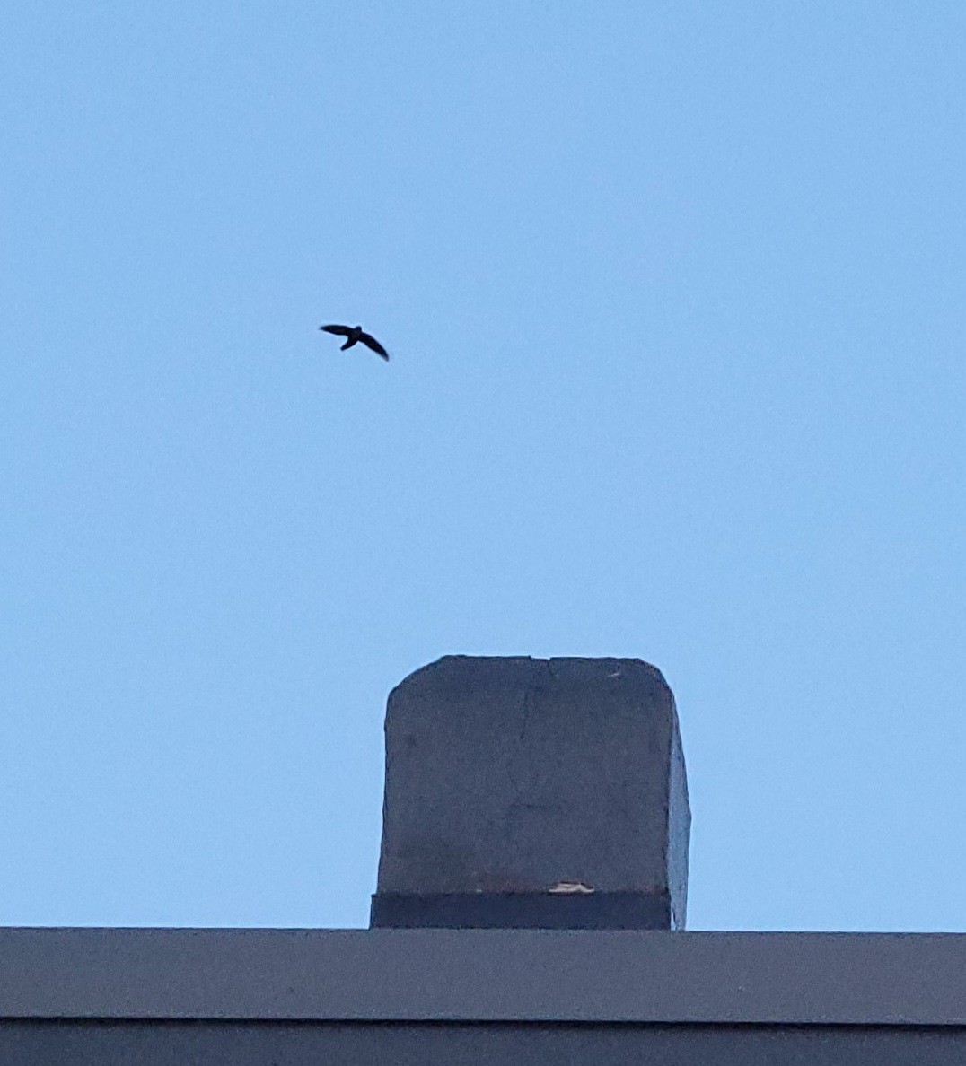 Vaux's Swift - ML643967364