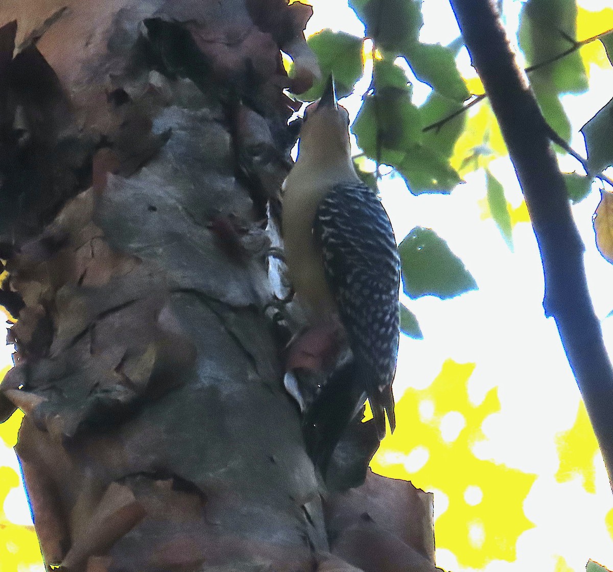 Red-bellied Woodpecker - ML643967367