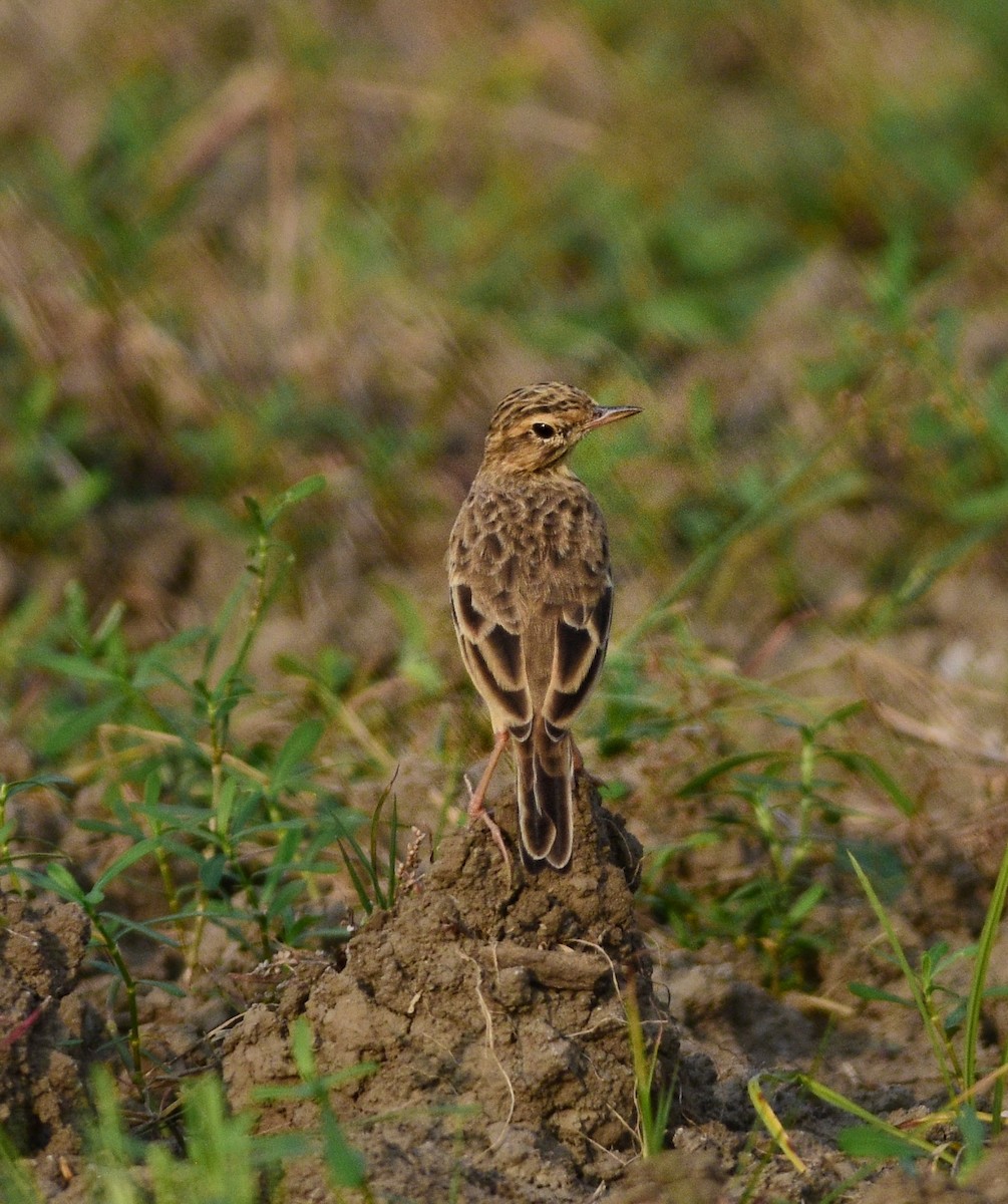 Щеврик іржастий - ML643967379