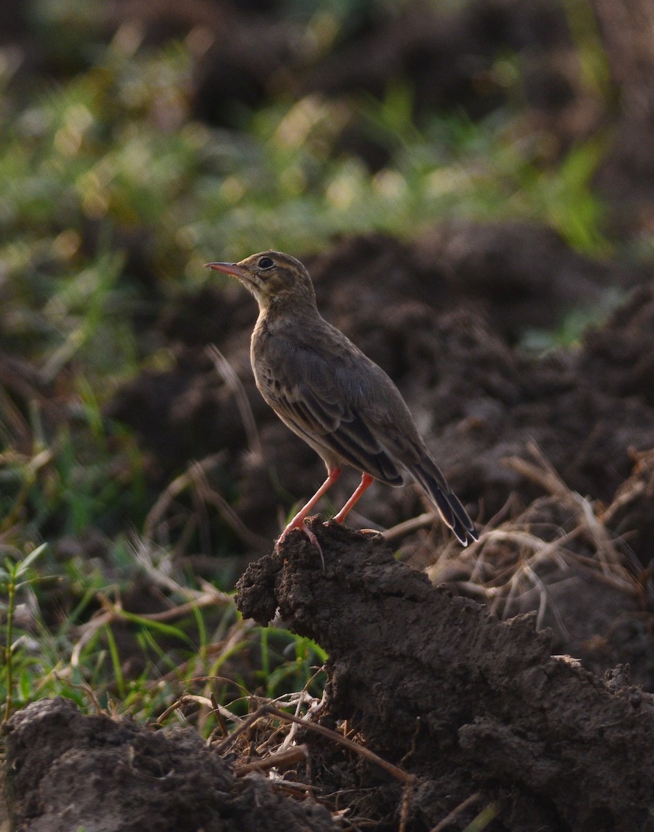 Щеврик іржастий - ML643967380
