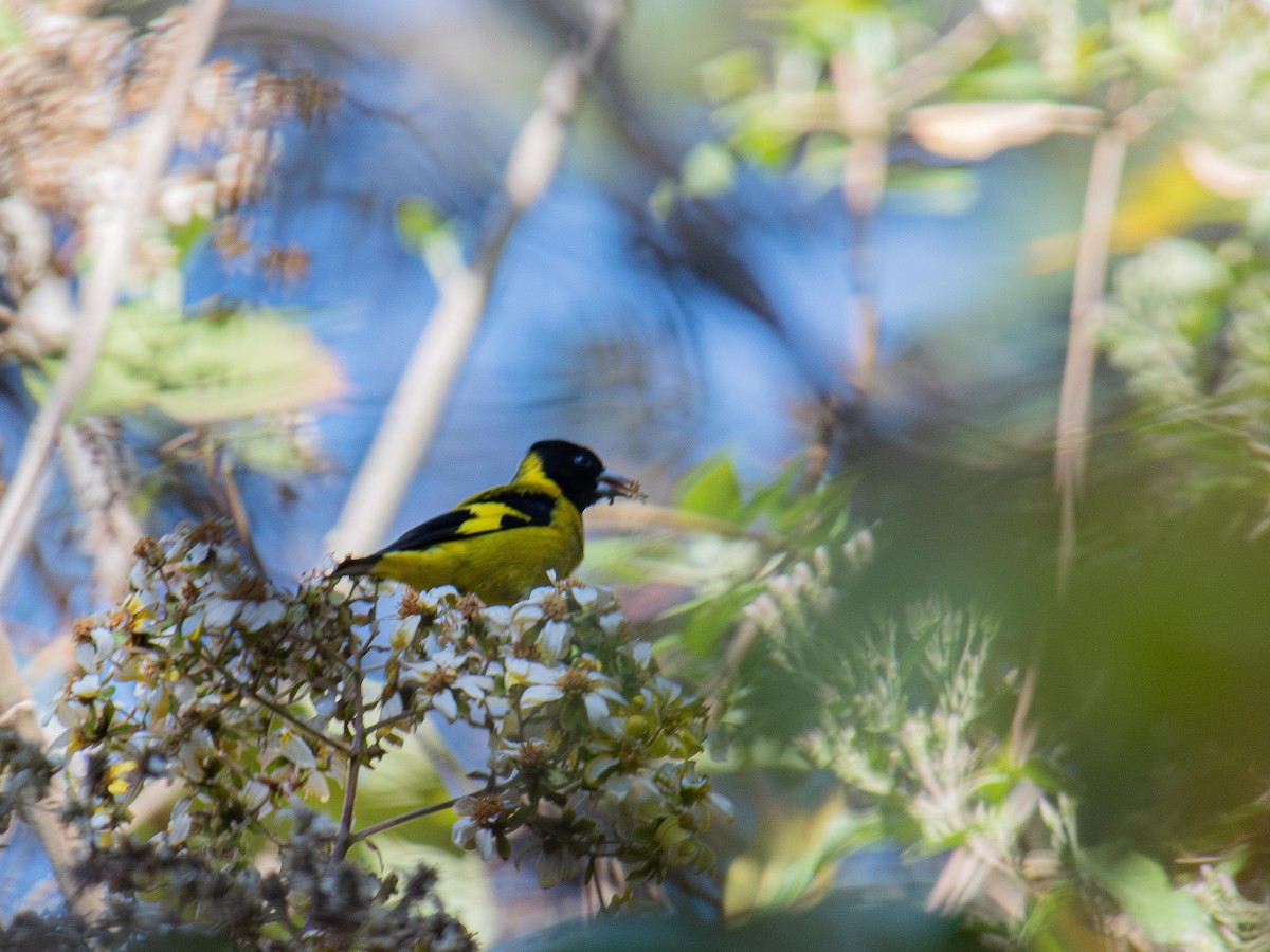Black-headed Siskin - ML643967391