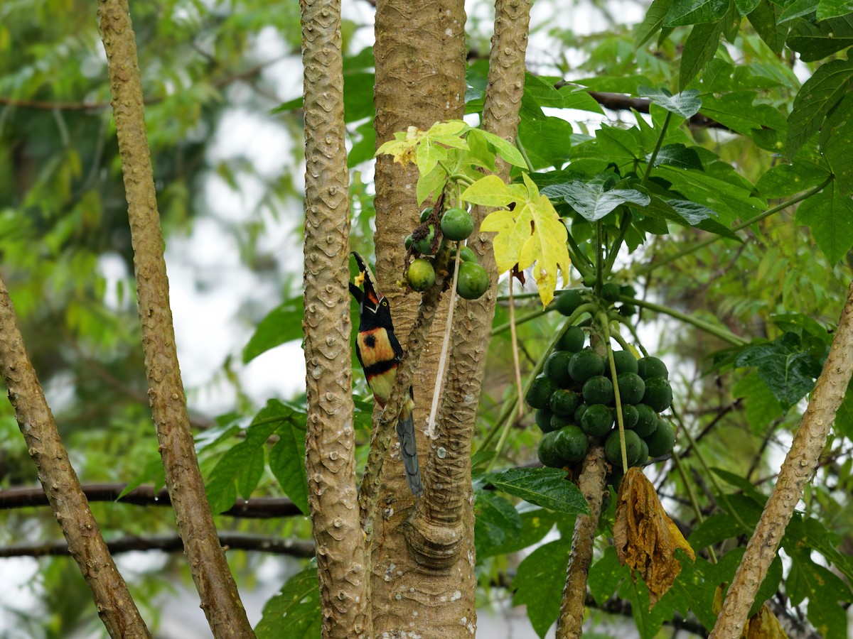 Collared Aracari - ML643967399