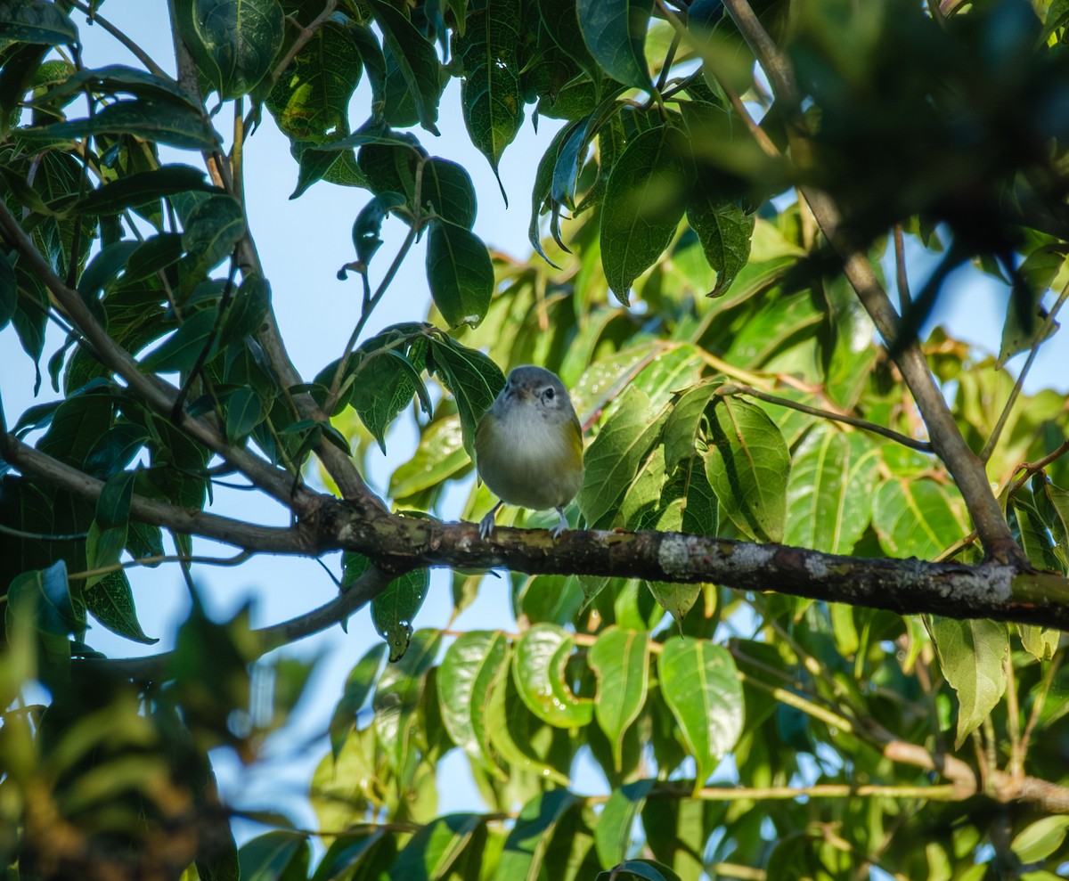 Lesser Greenlet - ML643967402