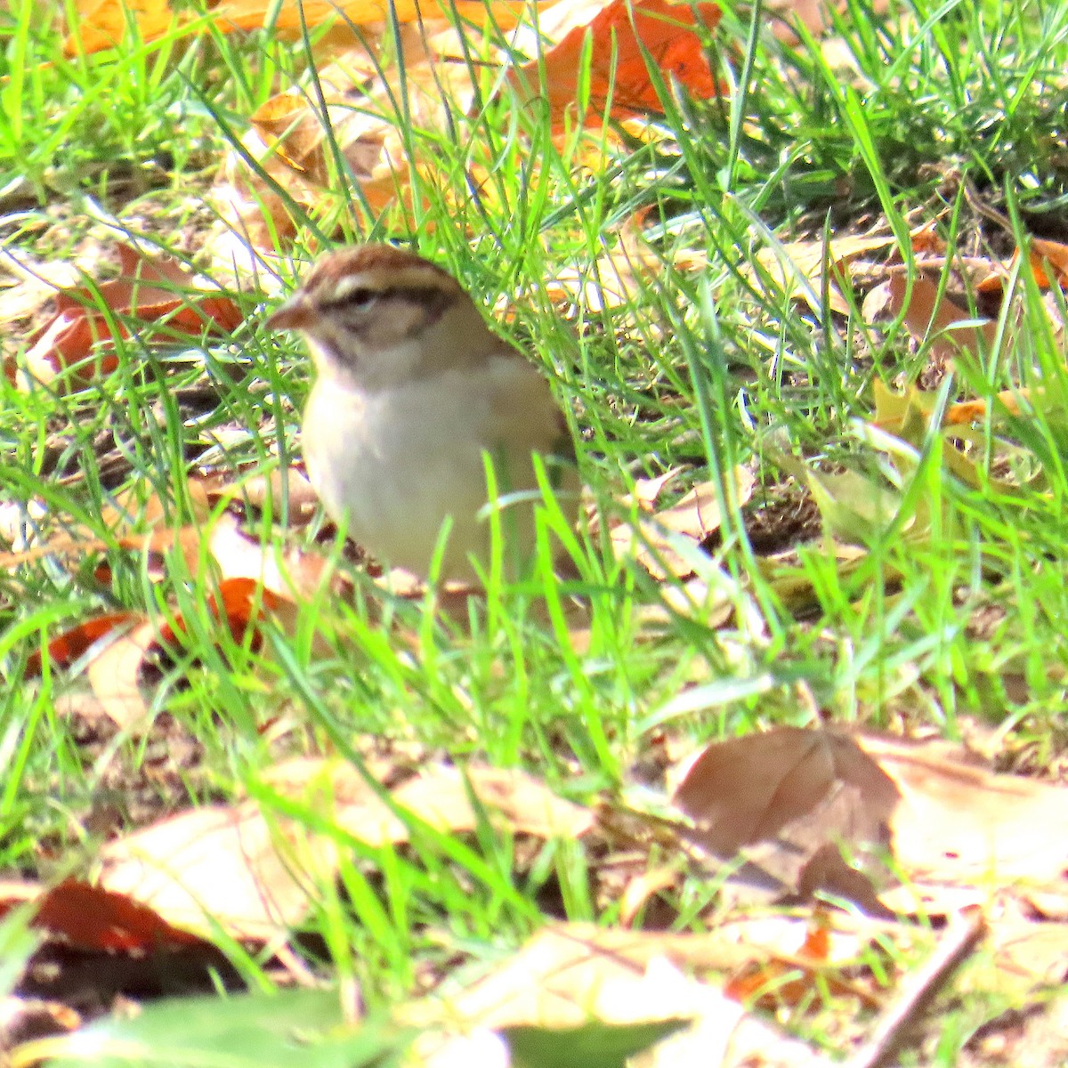 Field Sparrow - ML643967403