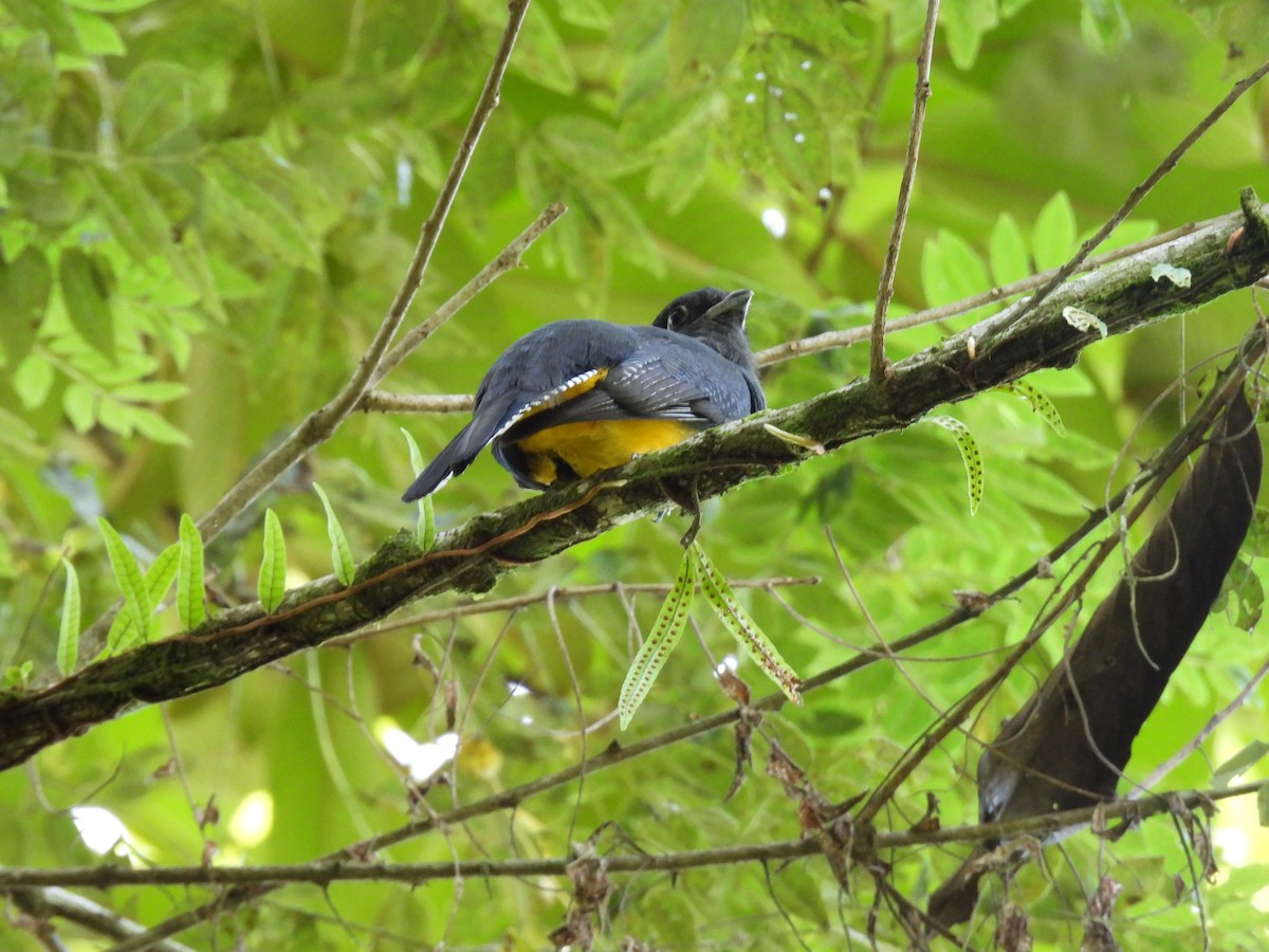 Gartered Trogon - ML643967411