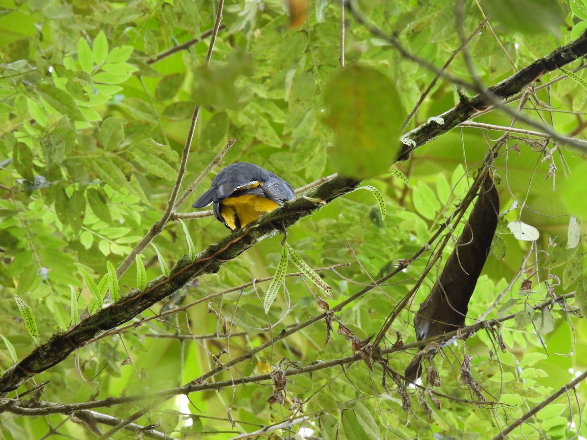 Gartered Trogon - ML643967412