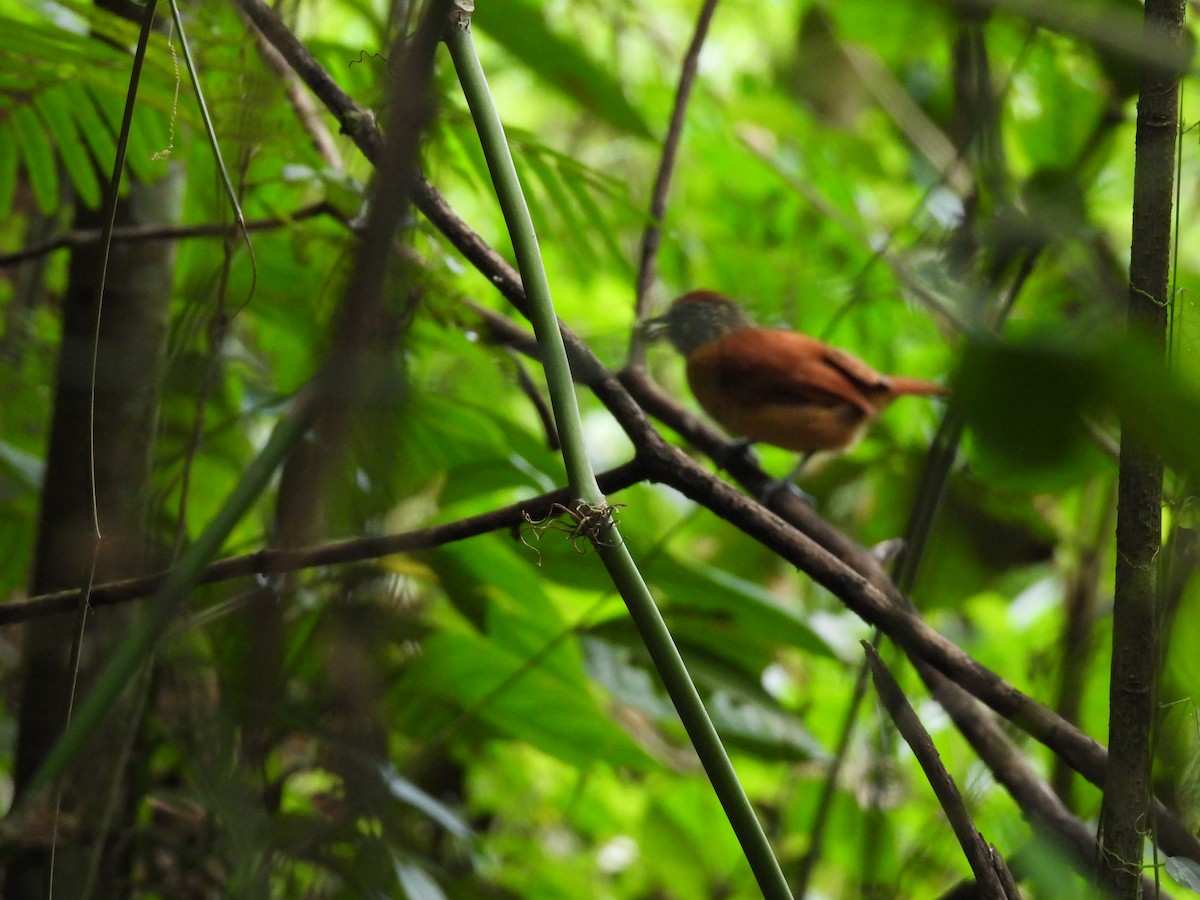 Barred Antshrike - ML643967420