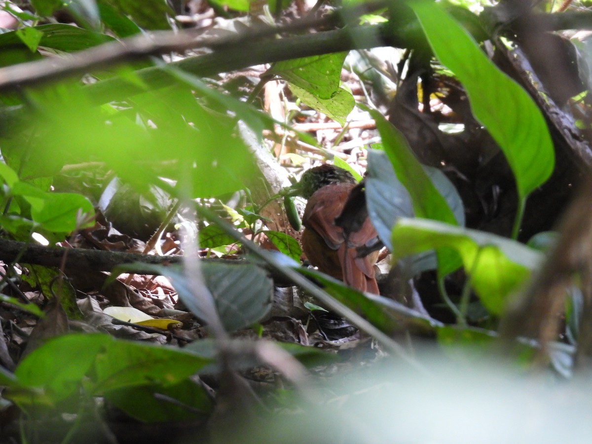 Barred Antshrike - ML643967421