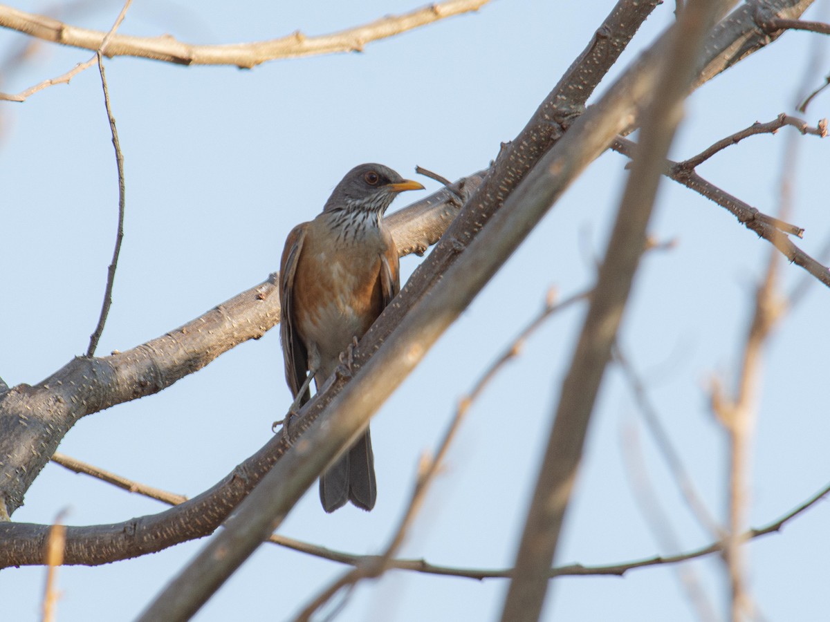 Rufous-backed Robin - ML643967423