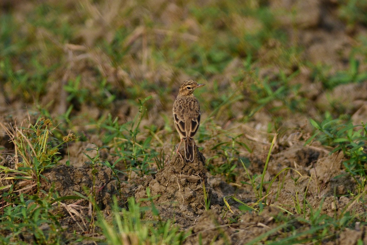Щеврик іржастий - ML643967428
