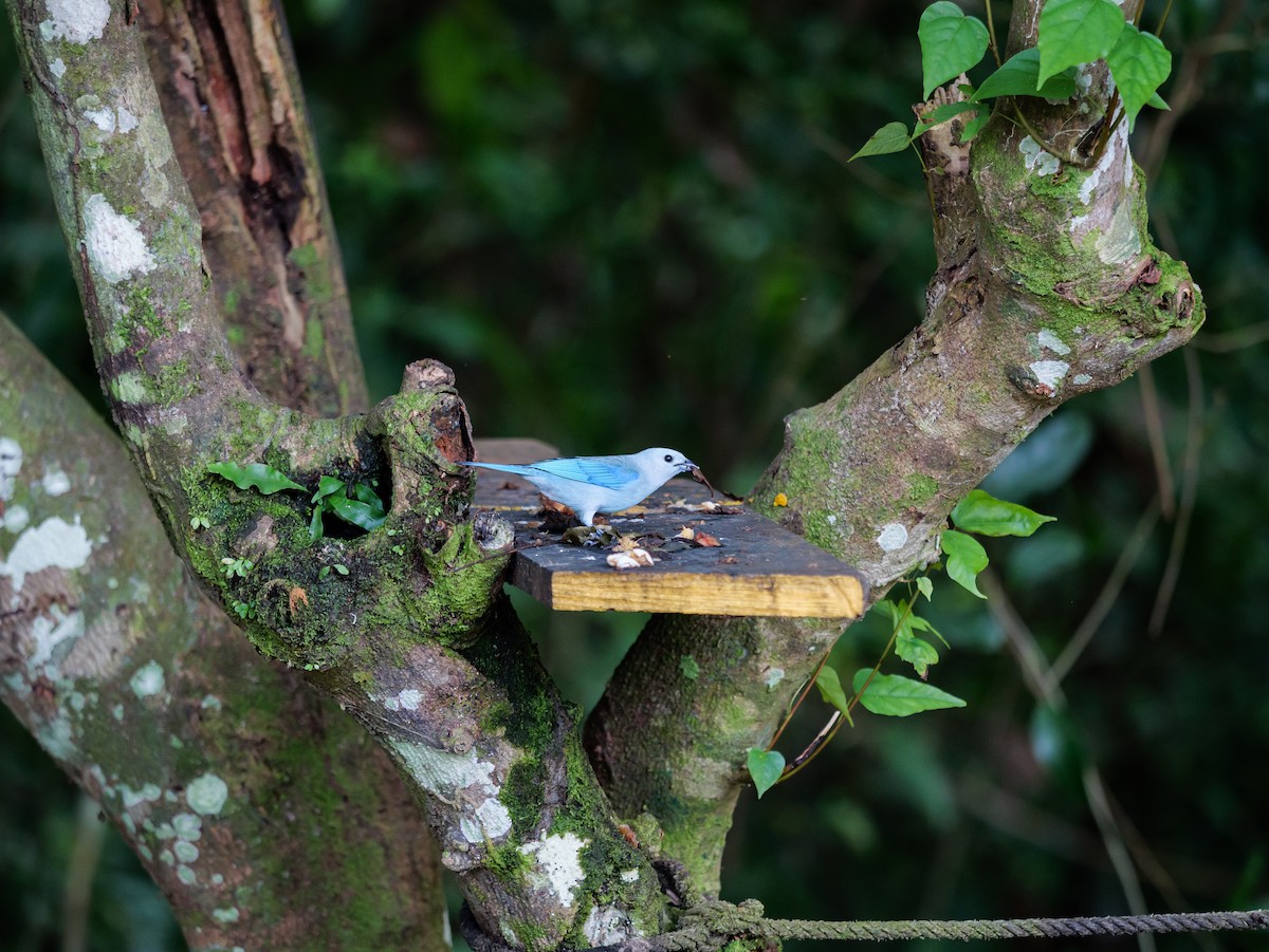 Blue-gray Tanager - ML643967431
