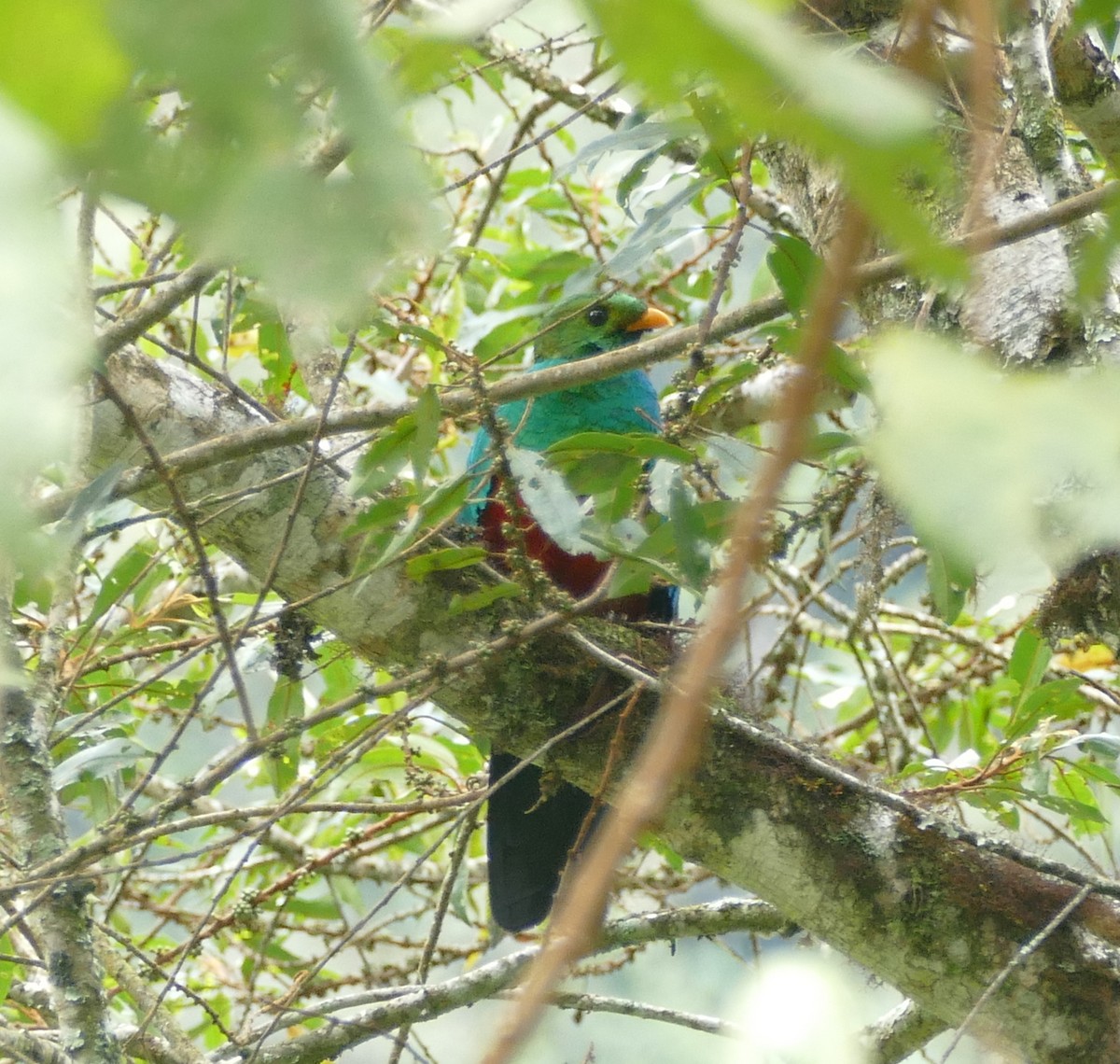 Quetzal doré - ML643967433
