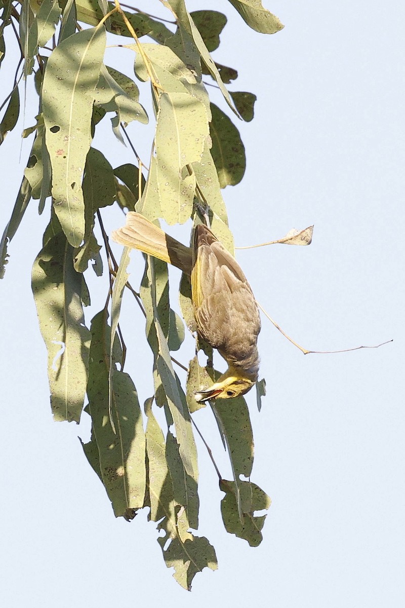 Yellow-tinted Honeyeater - ML643967439