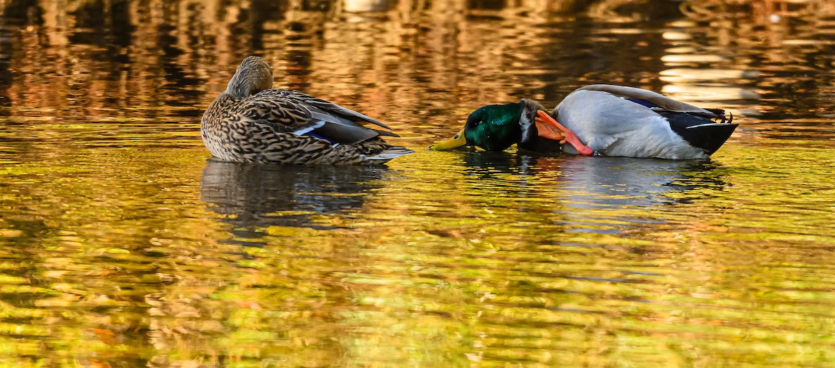 Mallard - ML643967448