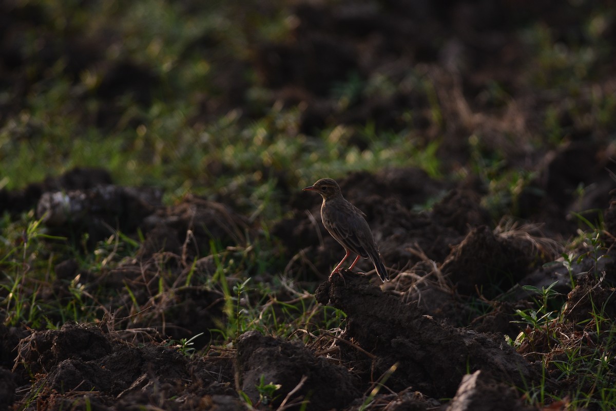 Щеврик іржастий - ML643967450