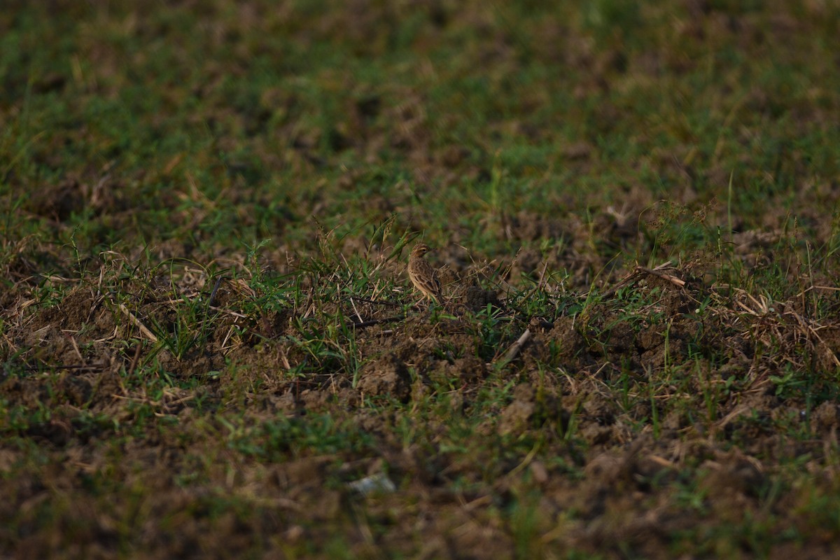 Щеврик іржастий - ML643967451