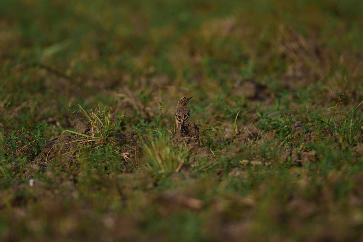 Щеврик іржастий - ML643967452