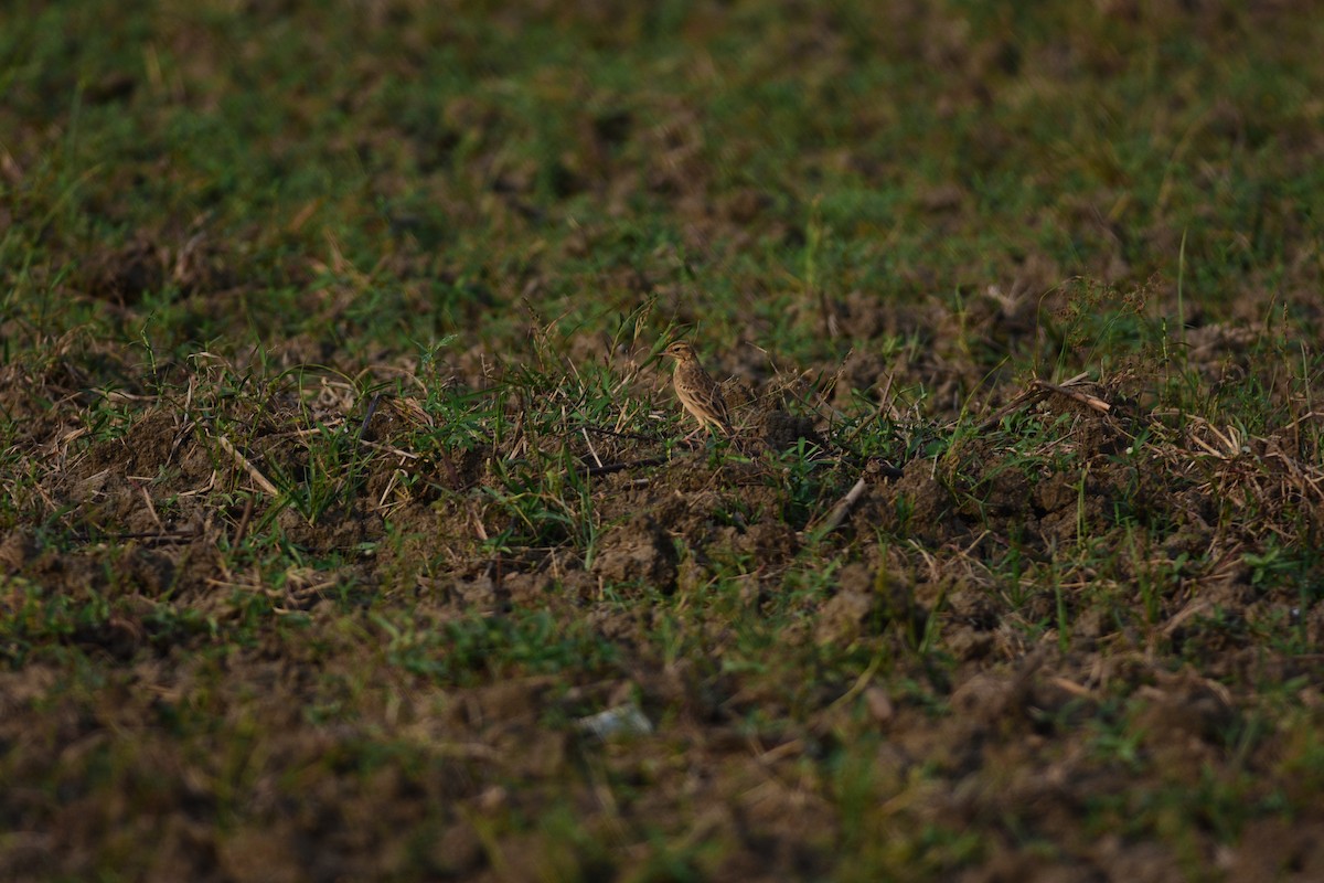 Щеврик іржастий - ML643967455