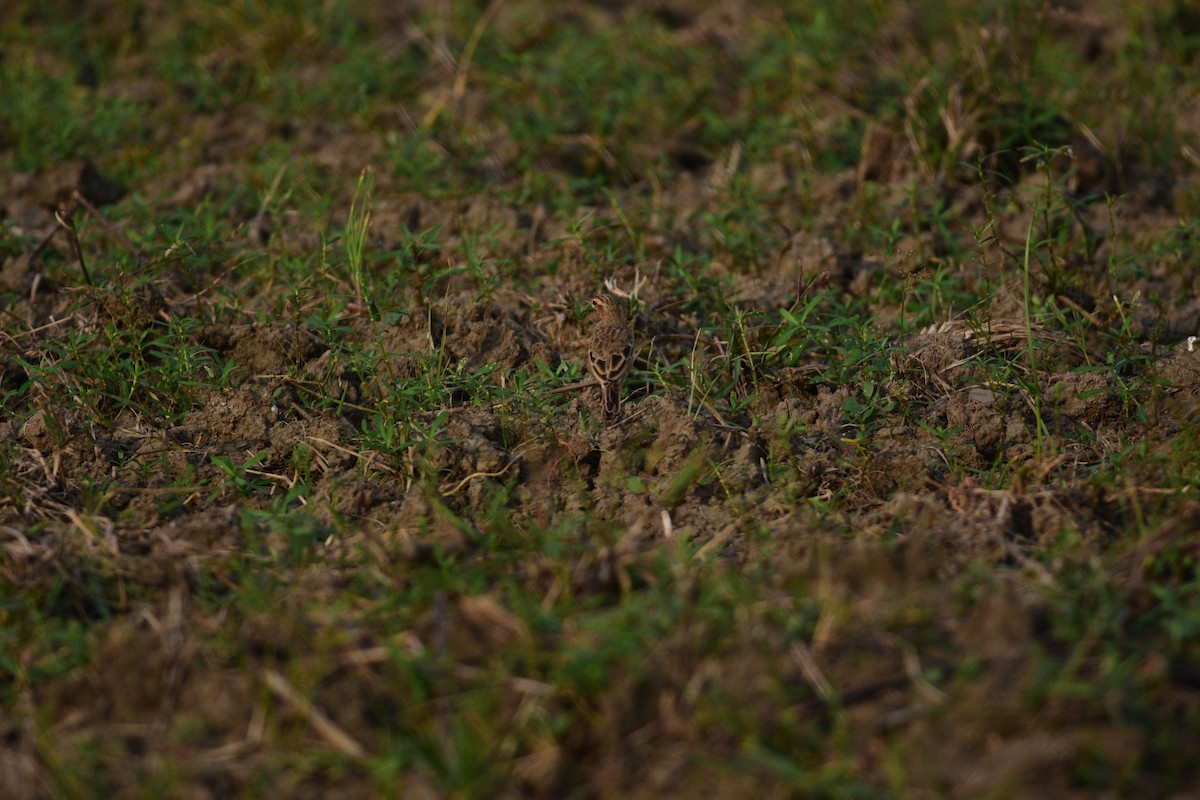 Щеврик іржастий - ML643967456