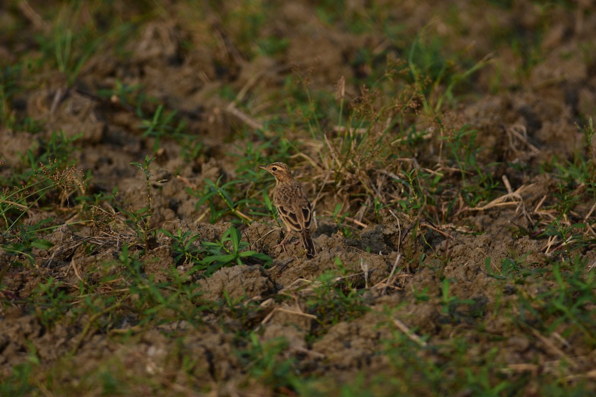 Щеврик іржастий - ML643967457