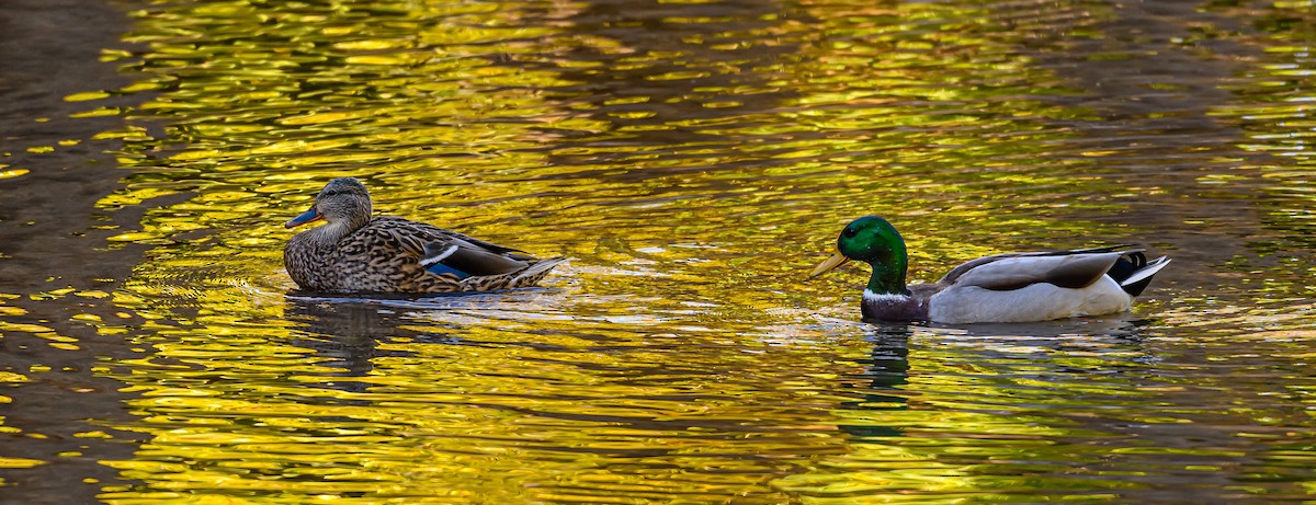 Mallard - ML643967458