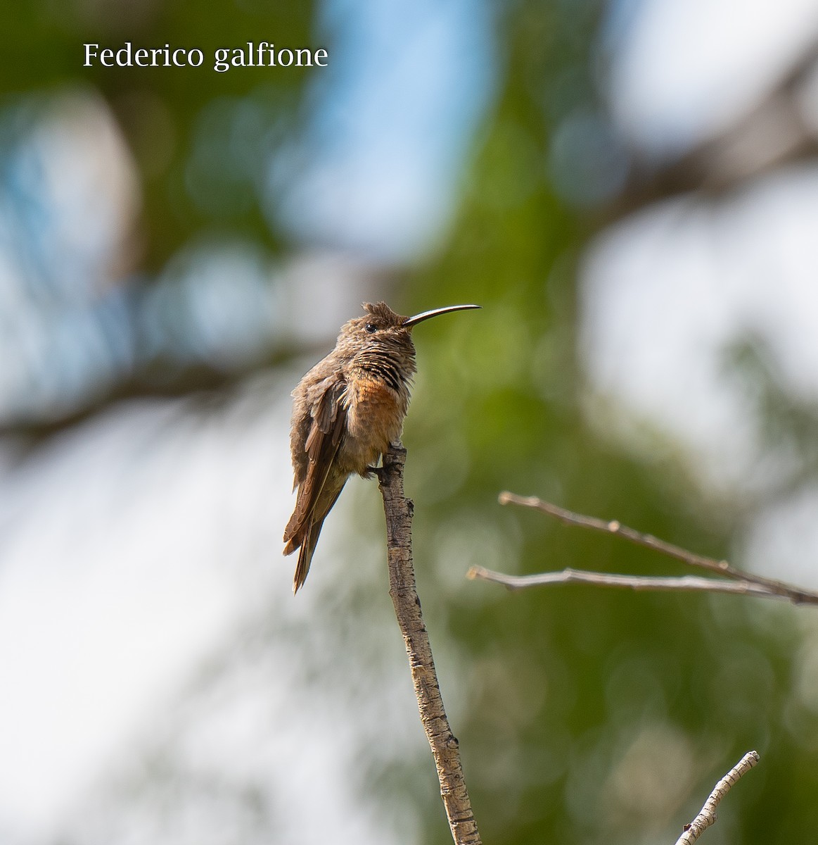 Wedge-tailed Hillstar - ML643967459