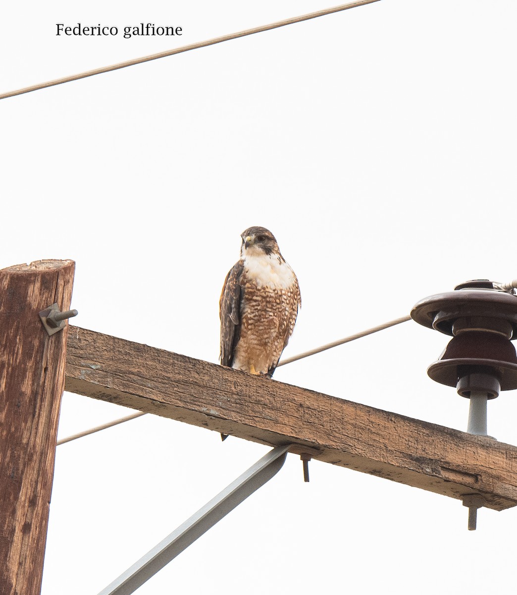 Variable Hawk - ML643967465